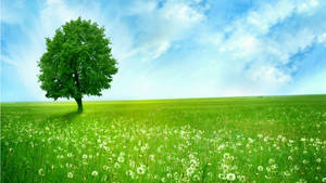 Green Nature Landscape Wallpaper