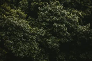 Green Nature Tree Wall Wallpaper