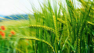 Green Nature Unripe Wheat Wallpaper
