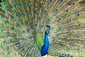 Green Peacock Wallpaper