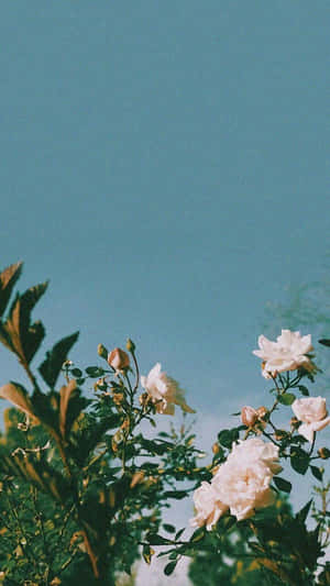 Green Plant Aesthetic Rose Wallpaper