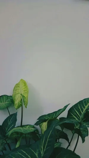 Green Plant Aesthetic Shot Wallpaper