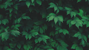 Green Plants Aesthetic Wallpaper