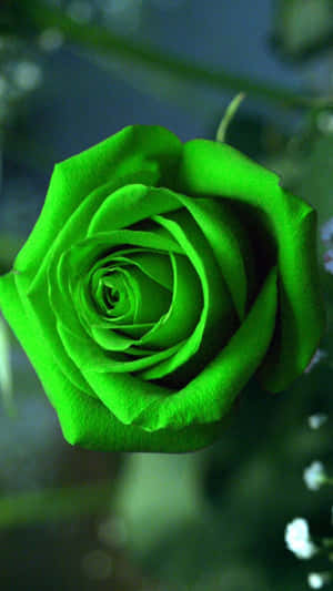 Green Rose Mobile Wallpaper