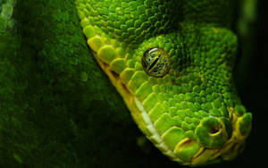 Green Snake Eyeball Wallpaper