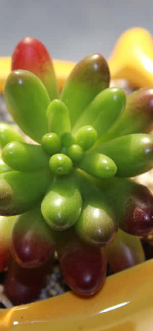 Green Succulent Iphone Close-up Wallpaper