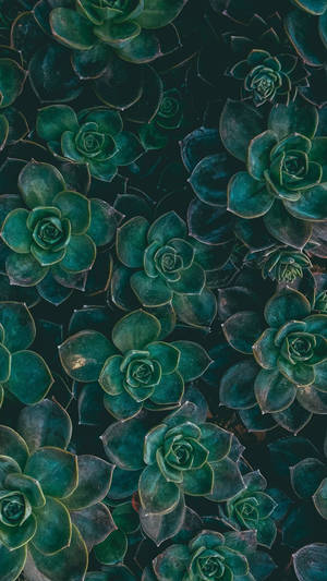 Green Succulents Boho Iphone Wallpaper