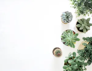 Green Succulents Flatlay Minimalist Plant Desktop Wallpaper