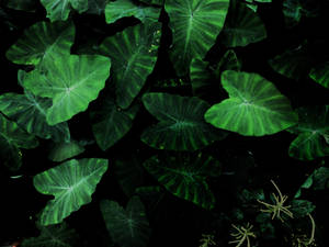 Green Tarot Plant 4k Hd Laptop Wallpaper