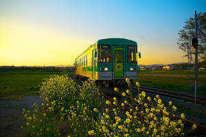 Green Train With Flowers Wallpaper