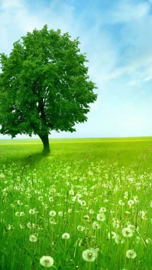 Green Tree Dandelion Nature Iphone Wallpaper