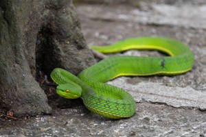 Green Tree Pit Mountain Viper Wallpaper