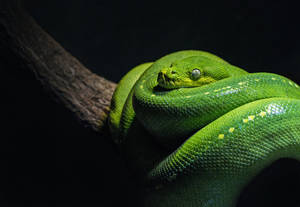 Green Tree Python Snake Wallpaper