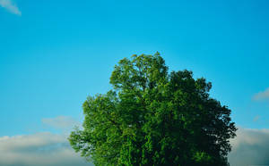 Green Tree Under The Blue Skies Wallpaper