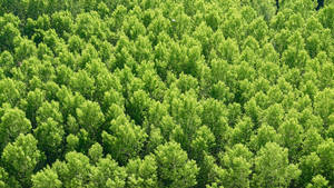 Green Trees Forest View Wallpaper