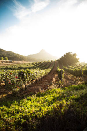 Green Vineyard Grape Farm In Full Daylight Wallpaper