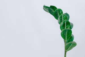 Green Zz Leaves Minimalist Plant Desktop Wallpaper