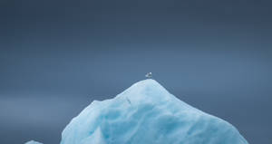 Greenland Iceberg With Sea Bird Wallpaper