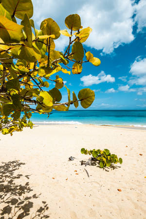 Grenada Beach Tropical Plants Wallpaper