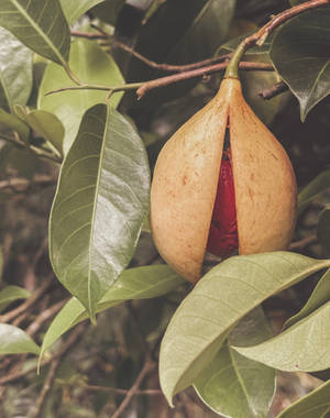 Grenada Nutmeg Fruit Wallpaper