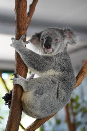 Grey Chubby Koala On Branch Wallpaper