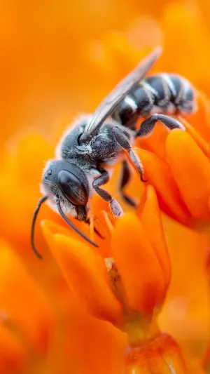 Grey Colored Bee Iphone Wallpaper