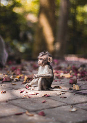 Grey Cute Monkey Wallpaper