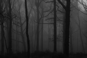 Grey Desktop Dark Forest Wallpaper