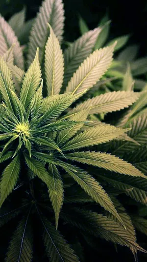 Grey Flower Professional Weed Aesthetic Wallpaper