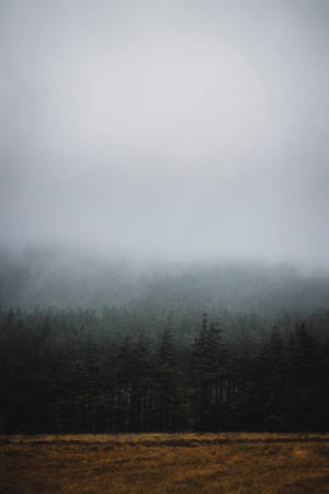 Grey Sky Dark Forest Wallpaper