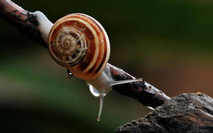 Grey White Snail Wallpaper