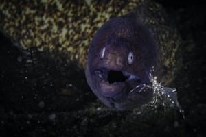 Greyface Moray Eel Fish Swimming In Dark Waters Wallpaper