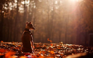 Greyhound Autumn Leaves Wallpaper