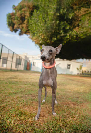 Greyhound In Park Wallpaper