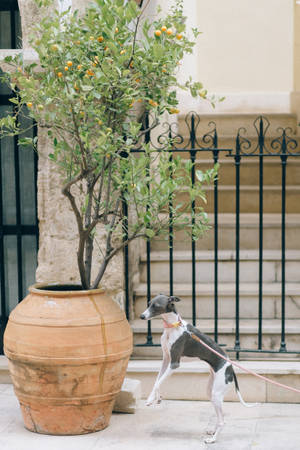 Greyhound Potted Plant Wallpaper