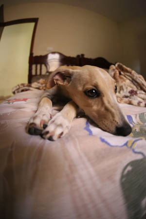 Greyhound Puppy On Bed Wallpaper