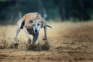 Greyhound Running On Dirt Wallpaper