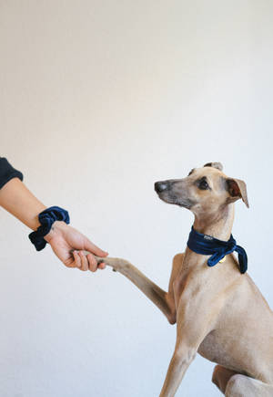 Greyhound Shaking Hands Wallpaper