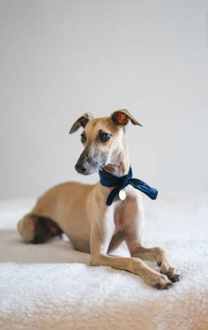Greyhound With Blue Scarf Wallpaper