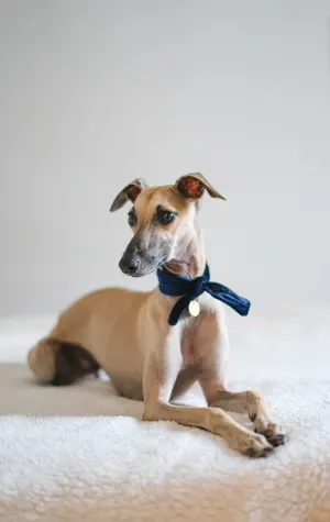 Breed of the Month - Greyhound