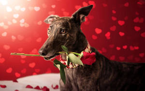 Greyhound With Red Rose Wallpaper