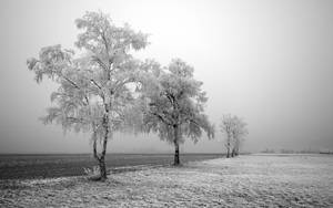 Greyscale Icy Trees Winter Landscape Wallpaper