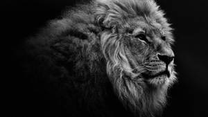 Greyscale Image For 3d Lion Exhibition Wallpaper