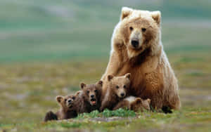 Grizzly Bear Familyin Wilderness Wallpaper