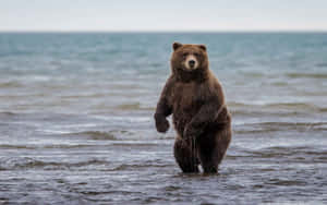 Grizzly Bear Standingin Water.jpg Wallpaper