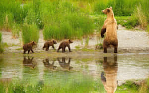Grizzly Bearand Cubsby Water Wallpaper