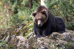 Grizzly Bearin Wild Habitat.jpg Wallpaper