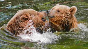 Grizzly Bears Playful Water Fight Wallpaper