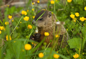 Groundhog Amidst Yellow Flowers.jpg Wallpaper