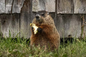 Groundhog Eating Appleby Fence Wallpaper